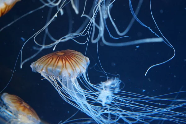 Medusas Ortiga Del Pacífico Con Tentáculos Fluidos — Foto de Stock