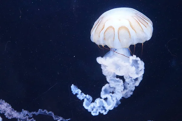 Medusas Ortiga Del Pacífico Con Tentáculos Fluidos — Foto de Stock