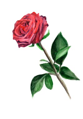 suluboya kırmızı gül