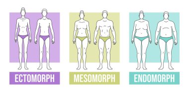 Vücut tipleri düz vektör çizimi ve endomorf