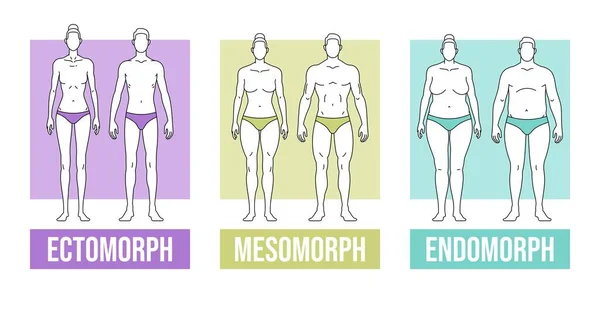 Tipos de cuerpo vector plano ilustración y endomorfo — Vector de stock