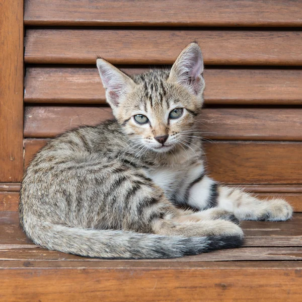 Tabby gato com olhos verdes — Fotografia de Stock