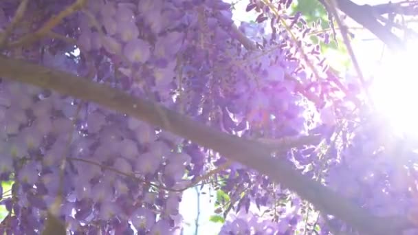 Flor de glicina china púrpura. — Vídeo de stock