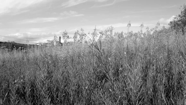 Summer landscapes hills and glades North of Russia — Stock Photo, Image