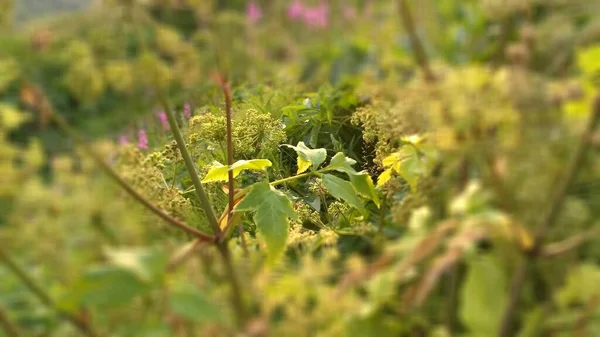 여름철에 최북단의 꽃을 쏘는 광학 기구 — 스톡 사진