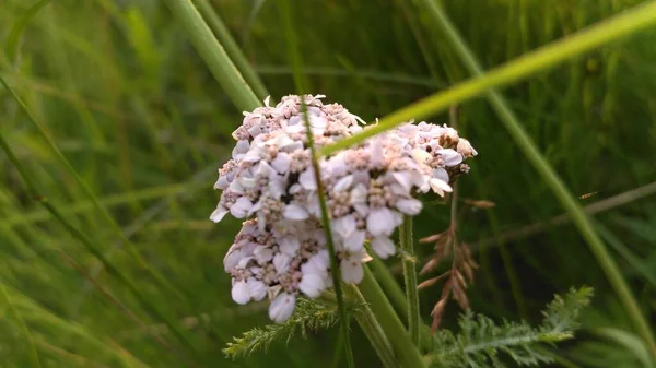 Handmatige optiek schieten bloemen van het verre noorden in de zomer — Stockfoto