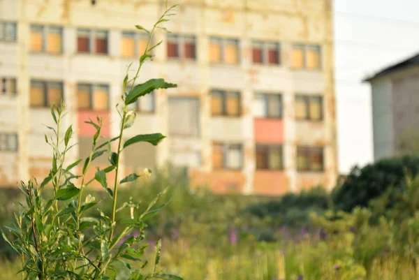 Kuzey Rusya 'da yaz mevsiminde kutup bölgesi manuel optikleri