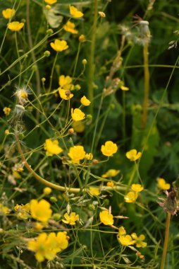 Manüel optikler yazın uzak kuzeyin çiçeklerini çekiyor.
