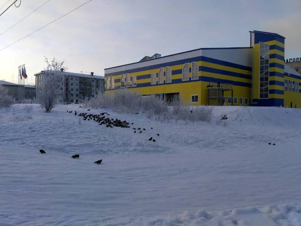 Alberi nel gelo della neve paesaggi innevati della città Nord della Russia architettura urbana — Foto Stock