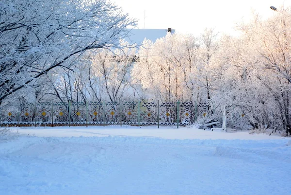 Fabuleuses couleurs des branches d'arbres recouvertes de neige du parc — Photo