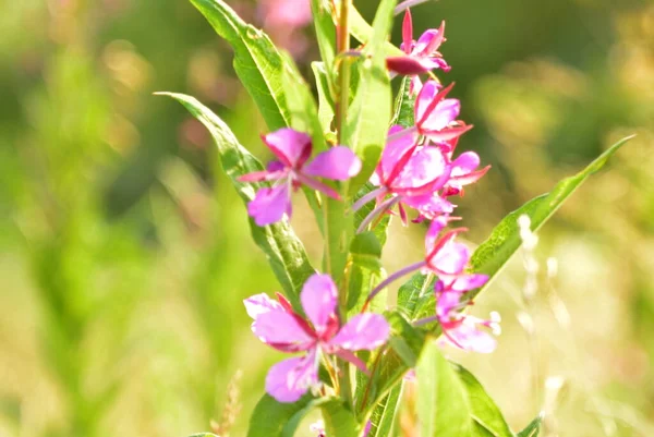 Handmatige optiek schieten bloemen van het verre noorden in de zomer — Stockfoto