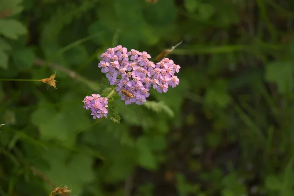 Handmatige optiek schieten bloemen van het verre noorden in de zomer — Stockfoto