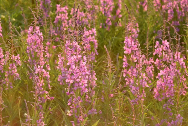 Handmatige optiek schieten bloemen van het verre noorden in de zomer — Stockfoto