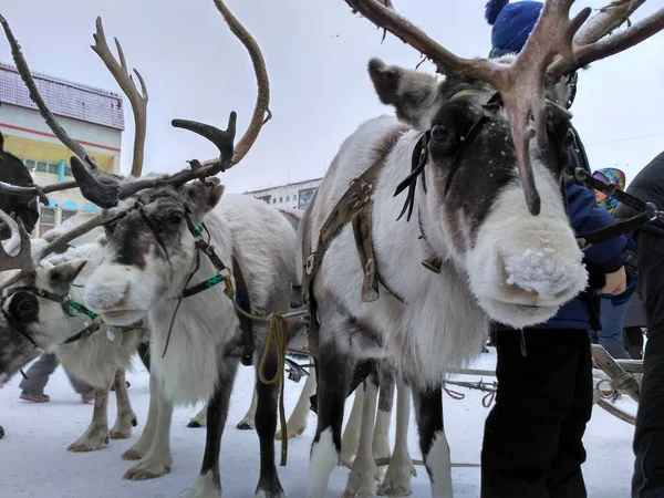 reindeer at the festival of sports and culture of the peoples of the North
