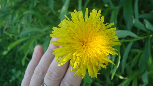 Gula blommor av den nordliga makrofotografi tid på året sommar — Stockfoto