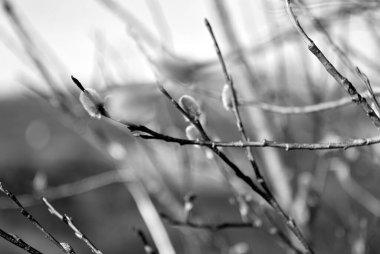 Manüel optikler Tundra ışık kontrastında baharın başlangıcı