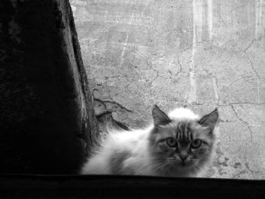 Yazın sokakta dinlenen bir kedinin renkli görüntüleri.