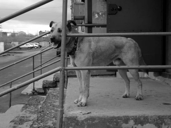 Landscape dog stands on the porch and waits for the owner — Stock Photo, Image