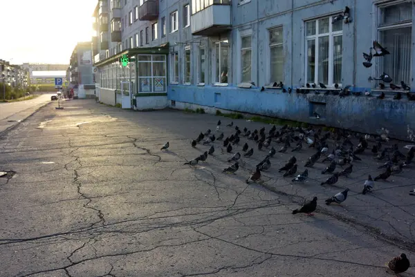 Pombos da cidade no fundo da arquitetura e pôr do sol Rússia — Fotografia de Stock