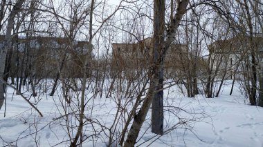 Rusya 'nın kuzeyinde açık ve güneşli bir günün ihmal edilmiş yaşam alanı