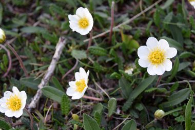 Kuzeyin uzak yamaçlarında kar beyazı küçük çiçekler