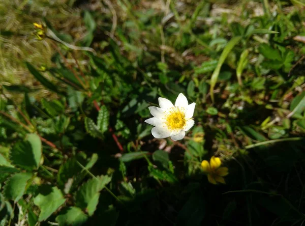 Snow-white small flowers of the far North on the hillside — стоковое фото