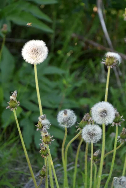 Campo dente-de-leão natureza da Rússia paisagens flores — Fotografia de Stock