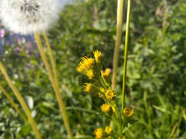 Flores amarelas da natureza do Norte da Rússia — Fotografia de Stock