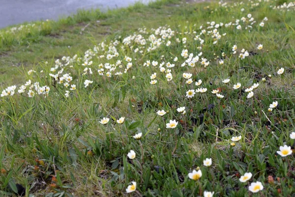 Neve-branco pequenas flores do extremo norte na encosta — Fotografia de Stock