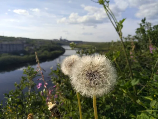 Campo dente-de-leão natureza da Rússia paisagens flores — Fotografia de Stock