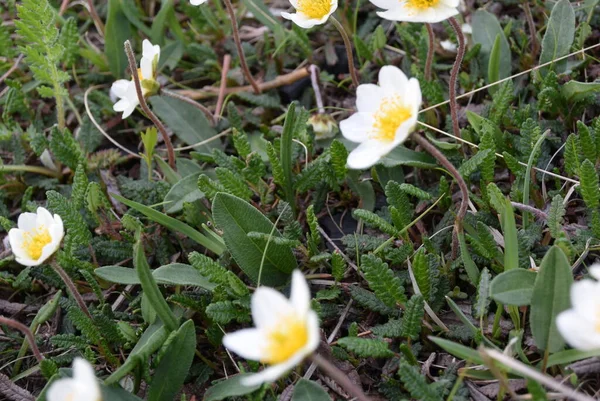 Sneeuw-witte kleine bloemen van het verre noorden op de heuvel — Stockfoto