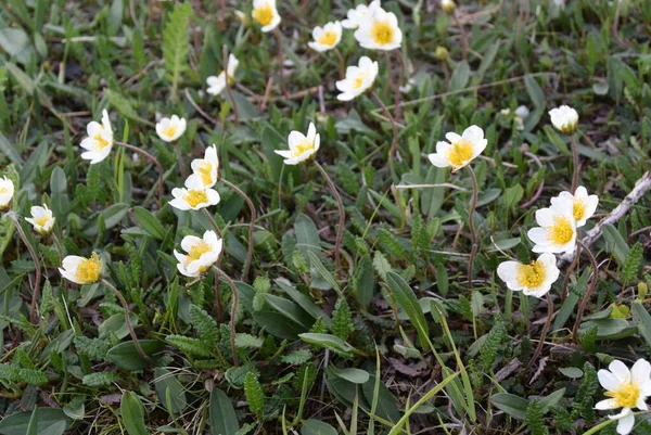 Neve-branco pequenas flores do extremo norte na encosta — Fotografia de Stock