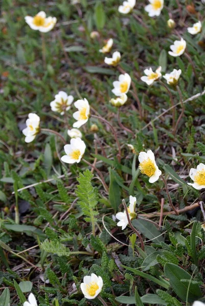 Neve-branco pequenas flores do extremo norte na encosta — Fotografia de Stock