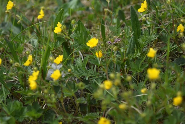 Gele bloemen van de Noord-Russische natuur — Stockfoto