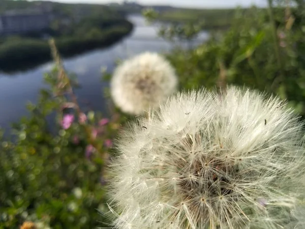 フィールドタンポポロシアの風景花の性質 — ストック写真