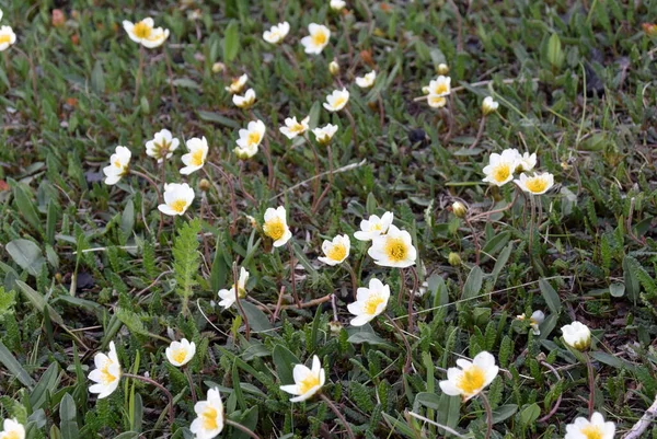 Petites fleurs blanches comme neige du Grand Nord sur la colline — Photo