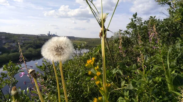 Campo dente-de-leão natureza da Rússia paisagens flores — Fotografia de Stock