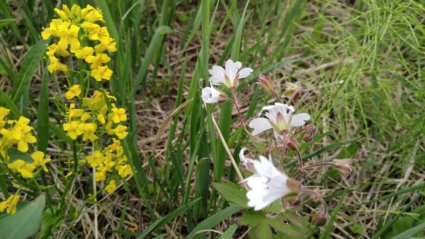 Gele bloemen van de Noord-Russische natuur — Stockfoto