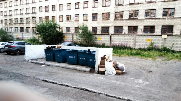 Animales de hábitat urbano cerca de la basura Rusia. Foto de alta calidad —  Fotos de Stock