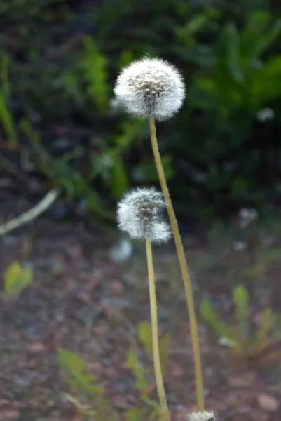 Feld Löwenzahn Natur Russlands Landschaften Blumen — Stockfoto