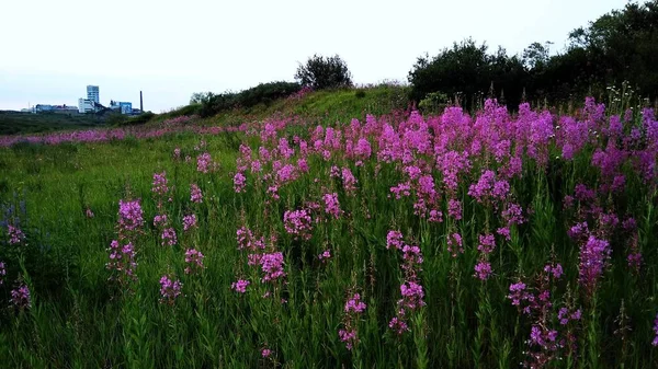 Ivan Chai de natuur van de Russen ver naar het noorden bij zonsondergang — Stockfoto