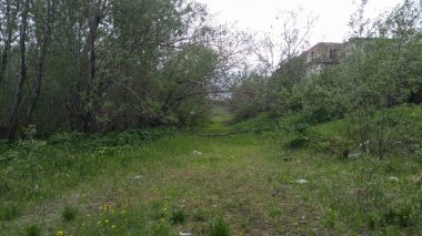 Orman sulu, Rusya 'nın parlak yeşil yolları Uzak Kuzey' in doğası