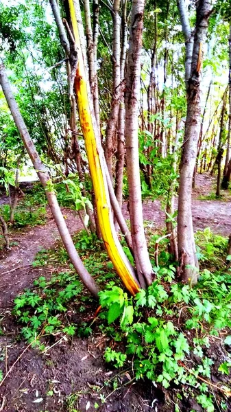 Plantas da natureza de Norte distante no verão do Ártico — Fotografia de Stock