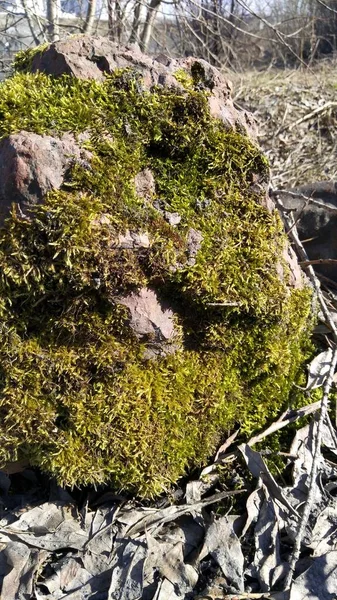 Musgo verde cresce em uma natureza de pedra da terra da Rússia — Fotografia de Stock