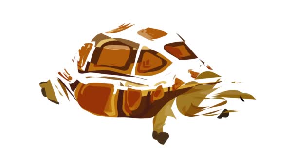 Анимация икон черепахи — стоковое видео