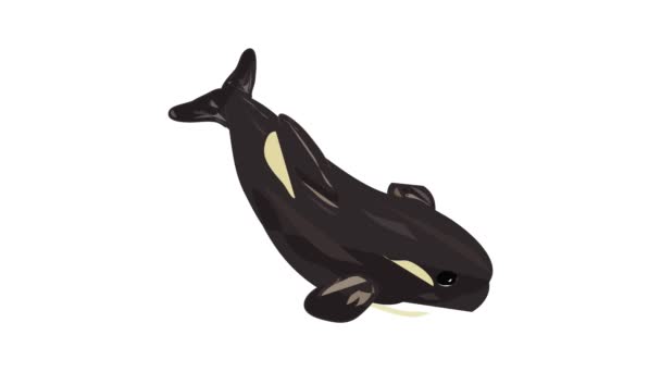 Orka walvis icoon animatie — Stockvideo