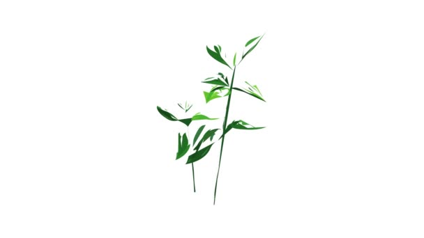 Bahçe fasulyesi bitki ikonu animasyonu — Stok video