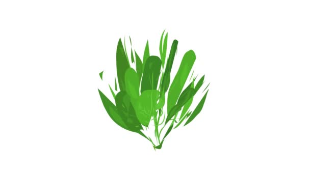 Spinach branch icon animation — Stock Video