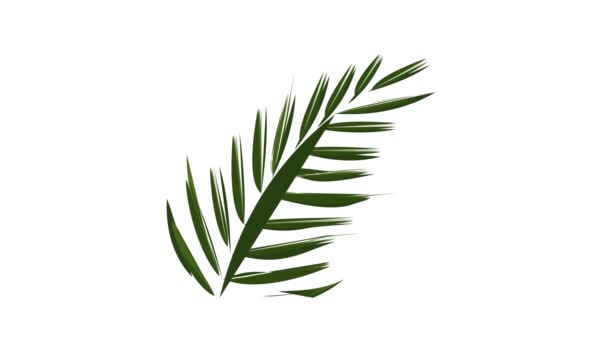 Fern frond blad ikon animation — Stockvideo