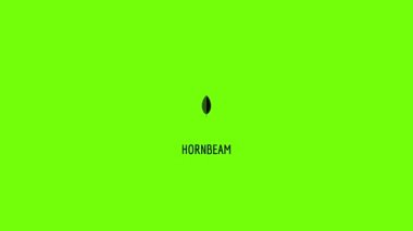 Hornbeam leaf icon animation